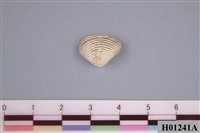 藏品(晦蛤)的圖片